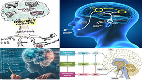 Behavior, Language, Literacy and Mathematics​. Immerse yourself in the study of Neuroscience to understand the origin of our motivated personal and social behavior. Discover the neural and mental mechanisms of phenomena such as our verbal language, our ability to read and write and our mathematical skills. Learn about and apply practical educational methods and activities to promote your students' learning.