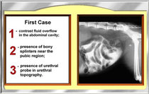 diagnostico2.png